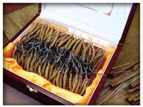 江汉冬虫夏草回收